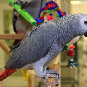 Congo African Grey For Sale - Birds For Sale Now