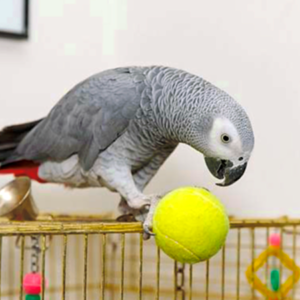 Congo African Grey For Sale - Birds For Sale Now