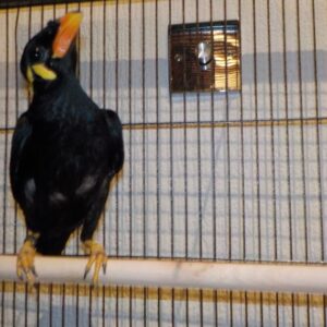 hill mynah, hill mynah bird for sale , common hill mynah for sale, mynah, common hill mynah for sale uk, hill mynah bird for sale uk