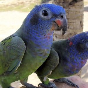 blue head pionus parrot, blue headed pionus parrot for sale, pionus parrot, pionus parrot for sale, pionus parrot price