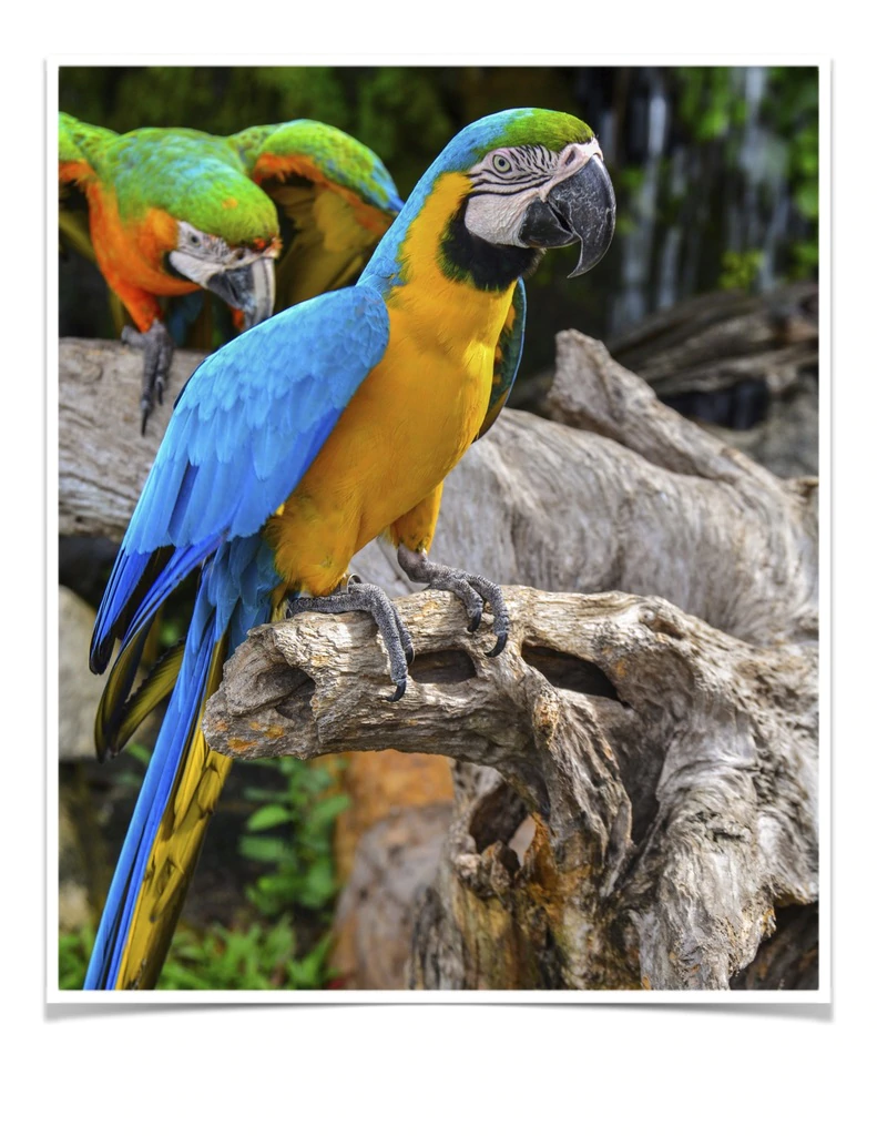 Birds For Sale - Buy Parrots Online - Birds For Sale Now