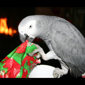 Beautiful Male Congo African Grey Parrot: Kiwi - Birds For Sale Now