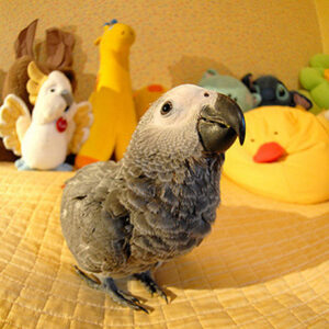 african grey parrot, african grey bird, african grey for sale, african grey, african grey parrots for sale, african grey parrot price, african grey parrots