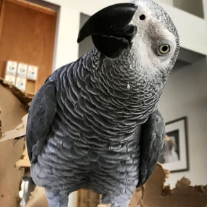 African Grey Timneh Parrot: Tiki For Sale - Birds For Sale Now