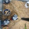 african grey parrot, african grey bird, african grey for sale, african grey, african grey parrots for sale, african grey parrot price, african grey parrots
