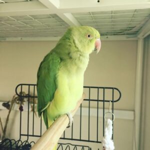 indian ringneck parakeet, indian ringneck parakeet for sale, ringneck, ringneck parakeet for sale, ringneck parakeet price, buy ringneck