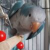 quaker parrot, blue quaker parrot, quaker parrot for sale, green quaker , pink quaker parrot, quaker parrot for sale near me, quaker