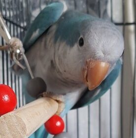quaker parrot, blue quaker parrot, quaker parrot for sale, green quaker , pink quaker parrot, quaker parrot for sale near me, quaker