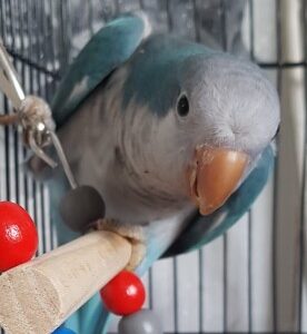 quaker parrot, blue quaker parrot, quaker parrot for sale, green quaker , pink quaker parrot, quaker parrot for sale near me, quaker