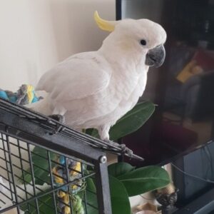 sulfur crested cockatoo, lesser sulfur crested cockatoo, sulfur cockatoo, sulfur crested cockatoo price, greater sulfur cockatoo