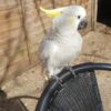 Umbrella Cockatoo, umbrella cockatoo for sale, umbrella cockatoo price, pink umbrella cockatoo, baby umbrella cockatoo, baby cockatoo