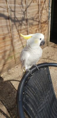 Umbrella Cockatoo, umbrella cockatoo for sale, umbrella cockatoo price, pink umbrella cockatoo, baby umbrella cockatoo, baby cockatoo