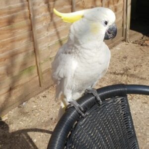 Umbrella Cockatoo, umbrella cockatoo for sale, umbrella cockatoo price, pink umbrella cockatoo, baby umbrella cockatoo, baby cockatoo