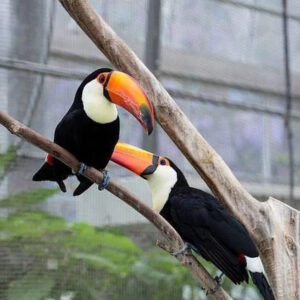 Toco/channel-billed Toucans For Sale - Birds For Sale Now