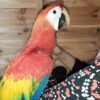 scarlet macaw, scarlet macaw price, scarlet macaw for sale, bird for sale, scarlet macaw lifespan, scarlet macaw parrot, scarlet macaw pet