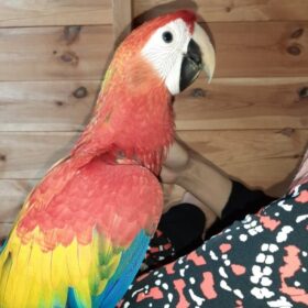 scarlet macaw, scarlet macaw price, scarlet macaw for sale, bird for sale, scarlet macaw lifespan, scarlet macaw parrot, scarlet macaw pet