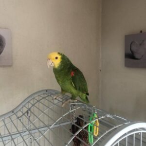 Yellow Collared Macaw, yellow collared macaw for sale, collared macaw, yellow collared macaw weight, yellow collared macaw breeders