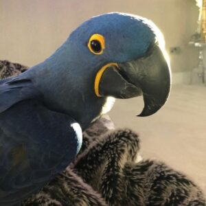 Hyacinth Macaw, hyacinth macaw for sale, purple hyacinth macaw, hyacinth macaw price, blue hyacinth macaw, baby hyacinth macaw, hyacinth macaw for sale, hyacinth macaw for sale uk, hyacinth macaw for sale australia, hyacinth macaw for sale near me, hyacinth macaw for sale canada, hyacinth macaw for sale california, hyacinth macaw for sale usa, hyacinth macaw for sale ontario, hyacinth macaw for sale uae, hyacinth macaw for sale craigslist, hyacinth macaw for sale sydney, hyacinth macaw for sale perth, hyacinth macaw for sale ireland, hyacinth macaw for sale qld, hyacinth macaw for sale cheap, hyacinth macaw for sale texas, hyacinth macaw for sale florida, hyacinth macaw for sale gauteng, hyacinth macaw for sale michigan, macaw hyacinth for sale, hyacinth macaw price, hyacinth macaw bird price, hyacinth macaw babies for sale, blue hyacinth macaw for sale, hyacinth macaw parrot for sale, hyacinth macaw eggs for sale, hyacinth macaw for sale adelaide, hyacinth macaw for sale aus, hyacinth macaw for sale los angeles, blue hyacinth macaw for sale australia, hyacinth macaw for sale by owner, hyacinth macaw for sale melbourne, hyacinth macaw for sale nsw, hyacinth macaw babies for sale uk, hyacinth macaw bird for sale, hyacinth macaw bird for sale near me, hyacinth macaw breeding pair for sale, baby hyacinth macaw for sale, blue hyacinth macaw for sale uk, baby hyacinth macaw for sale near me, baby blue hyacinth macaw for sale, hyacinth macaw for sale in north carolina, hyacinth macaw price canada, hyacinth macaw breeder canada, hyacinth macaw breeder california, hyacinth macaw chicks for sale, macaw hyacinth, hyacinth macaw baby birds for sale, baby hyacinth macaw for sale uk, baby hyacinth macaw for sale in california, hyacinth macaw for sale dubai, hyacinth macaw for sale san diego, hyacinth macaw price in dubai, hyacinth macaw price uae, hyacinth macaw for sale in florida, hyacinth macaw price uk, how much is a hyacinth macaw, hyacinth macaw average price, hyacinth macaw price australia, price of hyacinth macaw, hyacinth macaws for sale uk, hyacinth macaws for sale near me, where to buy hyacinth macaw, hyacinth macaw for sale europe, hyacinth macaw eggs for sale uk, hyacinth macaw eggs for sale near me, hyacinth macaw feathers for sale, female hyacinth macaw for sale uk, hyacinth macaw fertile eggs for sale, hyacinth macaw for sale glasgow, how much does a hyacinth macaw cost, what is hyacinth macaw, how much is a hyacinth macaw for sale, hyacinth macaw breeding, harlequin and hyacinth macaw for sale usa, where to buy a hyacinth macaw, hyacinth macaw for sale in australia, hyacinth macaw for sale in usa, hyacinth macaw for sale in california, hyacinth macaw for sale in michigan, hyacinth macaw for sale in lahore, hyacinth macaw price in usa, hyacinth macaws for sale, hyacinth macaw for sale uk price, hyacinth macaw for sale london, blue hyacinth macaw price, hyacinth macaw for sale malaysia, hyacinth macaw for sale nearby, hyacinth macaw for sale nz, hyacinth macaw for adoption near me, hyacinth macaw for sale uk price near me, buy hyacinth macaw uk, hyacinth macaw for sale online, macaw hyacinth parrot for sale, hyacinth macaw pair for sale, hyacinth macaw for sale price, purple hyacinth macaw for sale, hyacinth macaw parrot price, hyacinth macaw pet price, blue hyacinth macaw for sale uk price, baby hyacinth macaws for sale, hyacinth macaw price range, hyacinth macaw for sale scotland, hyacinth macaw for sale toronto, the hyacinth macaw for sale, hyacinth macaw for sale uk cheap, hyacinth macaw price usa, hyacinth macaw breeders uk, hyacinth macaw breeder usa, hyacinth macaw buy uk, hyacinth macaw for sale victoria, hyacinth macaw wow price, hyacinth macaws for sale florida, how much are hyacinth macaw,