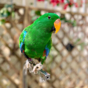 eclectus parrot, eclectus, eclectus parrot price, eclectus parrot for sale , eclectus bird, blue eclectus parrot, female eclectus