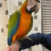 harlequin macaw, harlequin macaw for sale, harlequin macaw price, burung harlequin macaw, harlequin macaw baby, harlequin macaw for sale uk