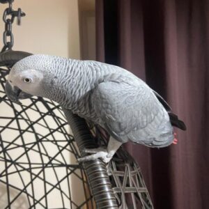 Congo African Grey, congo african grey for sale, african grey parrot, congo african grey for sale near me, congo african grey for sale baby