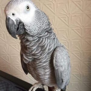 african grey for sale, african grey parrot, african grey parrot for sale, african grey parrot price, baby african grey, congo african grey