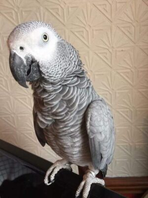 african grey for sale, african grey parrot, african grey parrot for sale, african grey parrot price, baby african grey, congo african grey