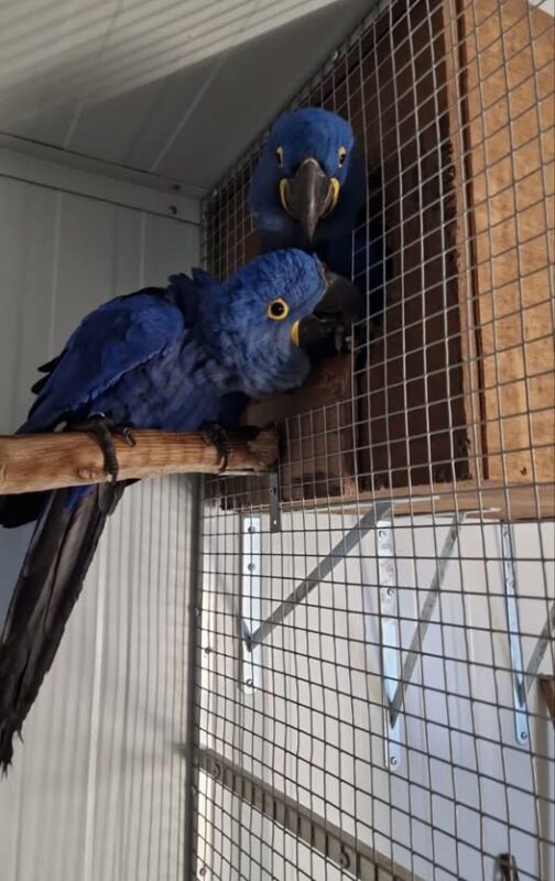 Breeding Pair Hyacinth Macaw for Sale, Hyacinth Macaw for Sale, Hyacinth Macaws for Sale, baby Hyacinth Macaws for Sale, Hyacinth Macaws parrots for Sale