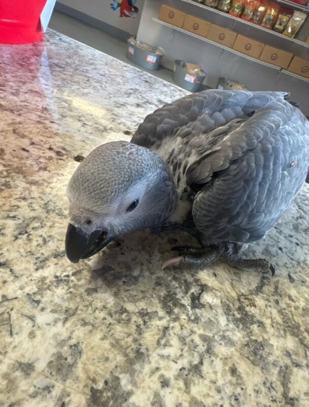 Baby African Grey Parrot for Sale, African Grey Parrot for Sale, Baby African Grey Parrots for Sale, African grey parrot for sale near me