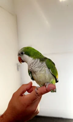 Green Quaker Parrots