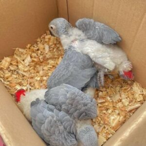 Baby African Grey Parrots For Sale, african gray parrots for sale, african grey chicks for sale, african gray parrot for sale, african grey birds for sale