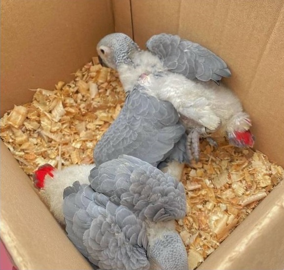 Baby African Grey Parrots For Sale, african gray parrots for sale, african grey chicks for sale, african gray parrot for sale, african grey birds for sale